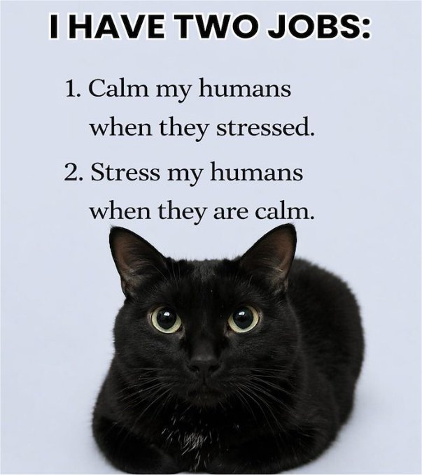 caturday majorgeeks.jpg